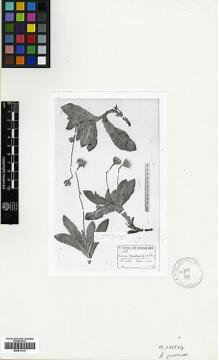 Type specimen at Edinburgh (E). Sintenis, Paul: 7619 B?. Barcode: E00413114.