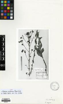 Type specimen at Edinburgh (E). Sintenis, Paul: 5035. Barcode: E00413120.