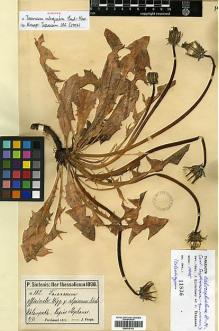 Type specimen at Edinburgh (E). Sintenis, Paul: 182. Barcode: E00413121.