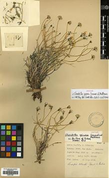 Type specimen at Edinburgh (E). Davis, Peter; Polunin, Oleg: 23767. Barcode: E00413128.