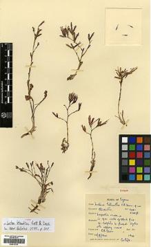 Type specimen at Edinburgh (E). Davis, Peter: 1941. Barcode: E00413129.