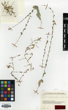 Type specimen at Edinburgh (E). Rechinger, Karl: 19074. Barcode: E00413130.