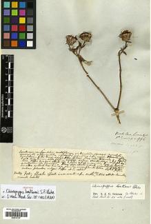 Type specimen at Edinburgh (E). Cuming, Hugh: 996. Barcode: E00413137.