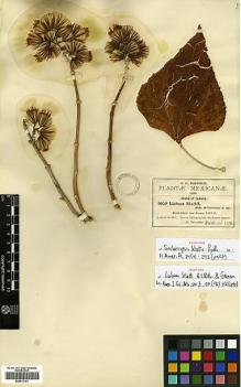 Type specimen at Edinburgh (E). Pringle, Cyrus: 6059. Barcode: E00413141.