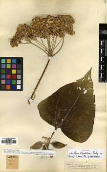 Type specimen at Edinburgh (E). Smith, Herbert: 2001. Barcode: E00413142.