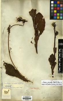 Type specimen at Edinburgh (E). Wallich, Nathaniel: 3138. Barcode: E00413146.