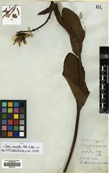 Type specimen at Edinburgh (E). Wallich, Nathaniel: 3138. Barcode: E00413147.