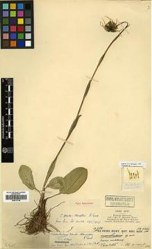 Type specimen at Edinburgh (E). Kingdon-Ward, Francis: 5931. Barcode: E00413148.