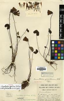 Type specimen at Edinburgh (E). Kingdon-Ward, Francis: 1783. Barcode: E00413151.