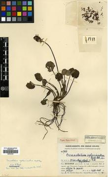 Type specimen at Edinburgh (E). Handel-Mazzetti, Heinrich: 7450. Barcode: E00413161.