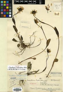 Type specimen at Edinburgh (E). Kingdon-Ward, Francis: 75. Barcode: E00413163.