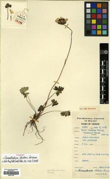 Type specimen at Edinburgh (E). Yu, Tse-tsun: 18764. Barcode: E00413166.