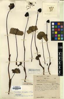 Type specimen at Edinburgh (E). Farrer, Reginald: 1877. Barcode: E00413170.