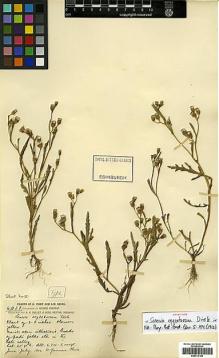Type specimen at Edinburgh (E). Forrest, George: 4038. Barcode: E00413180.