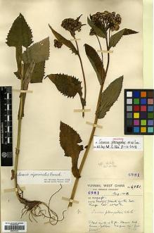 Type specimen at Edinburgh (E). Forrest, George: 6981. Barcode: E00413181.