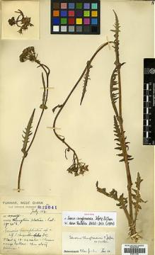 Type specimen at Edinburgh (E). Forrest, George: 12641. Barcode: E00413186.