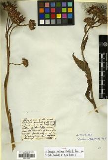 Type specimen at Edinburgh (E). Tweedie, John: . Barcode: E00413196.