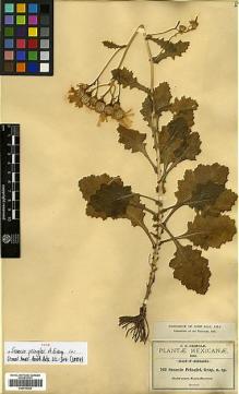 Type specimen at Edinburgh (E). Pringle, Cyrus: 763. Barcode: E00413202.