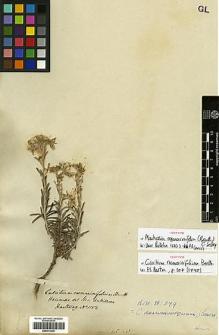 Type specimen at Edinburgh (E). Hartweg, Karl: 1152. Barcode: E00413235.