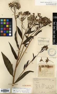 Type specimen at Edinburgh (E). Bodinier, Emile: 1720. Barcode: E00413239.