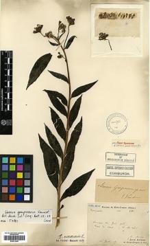 Type specimen at Edinburgh (E). Martin, Léon; Bodinier, Emile: . Barcode: E00413240.