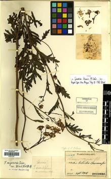 Type specimen at Edinburgh (E). Faurie, Urbain: 1120. Barcode: E00413241.