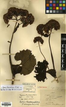 Type specimen at Edinburgh (E). Maire, Edouard-Ernest: . Barcode: E00413246.