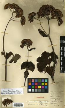 Type specimen at Edinburgh (E). Maire, Edouard-Ernest: . Barcode: E00413247.