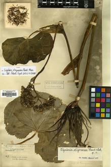 Type specimen at Edinburgh (E). Monbeig, Jean-Théodore: 147. Barcode: E00413249.