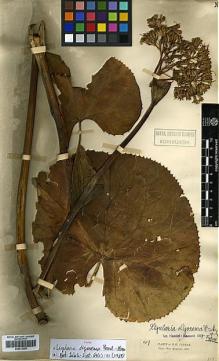 Type specimen at Edinburgh (E). Monbeig, Jean-Théodore: 147. Barcode: E00413250.
