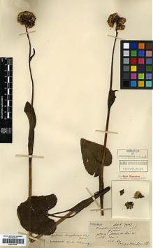 Type specimen at Edinburgh (E). Maire, Edouard-Ernest: . Barcode: E00413253.