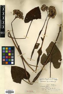 Type specimen at Edinburgh (E). Maire, Edouard-Ernest: . Barcode: E00413254.