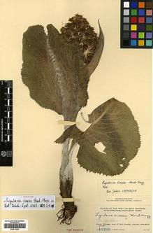 Type specimen at Edinburgh (E). Rock, Joseph: 16592. Barcode: E00413255.