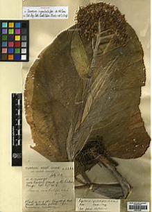 Type specimen at Edinburgh (E). Forrest, George: 6236. Barcode: E00413256.
