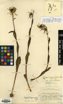 Type specimen at Edinburgh (E). Ching, Ren-Chang: 698. Barcode: E00413259.