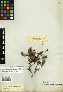Type specimen at Edinburgh (E). Zeyher, Carl: . Barcode: E00413261.