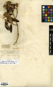 Type specimen at Edinburgh (E). Triana, Jose: 1444. Barcode: E00413269.