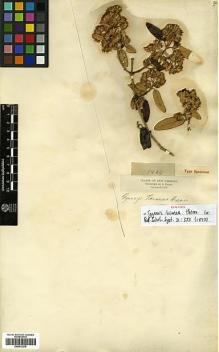Type specimen at Edinburgh (E). Triana, Jose: 1444. Barcode: E00413270.