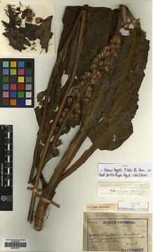 Type specimen at Edinburgh (E). Taquet, Emile: 994. Barcode: E00413274.
