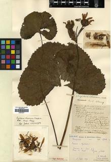 Type specimen at Edinburgh (E). Laborde, J.; Bodinier, Emile: 2706. Barcode: E00413277.