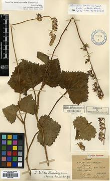Type specimen at Edinburgh (E). Maire, Edouard-Ernest: . Barcode: E00413282.