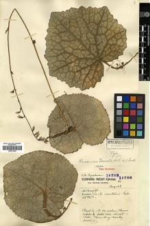 Type specimen at Edinburgh (E). Forrest, George: 16788. Barcode: E00413284.