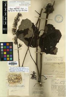Type specimen at Edinburgh (E). Cavalerie, Pierre: 3367. Barcode: E00413285.