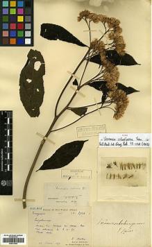 Type specimen at Edinburgh (E). Martin, Léon; Bodinier, Emile: 2568. Barcode: E00413289.
