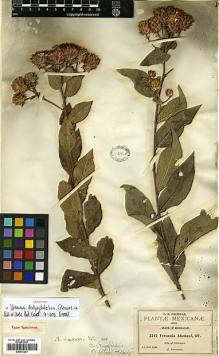 Type specimen at Edinburgh (E). Pringle, Cyrus: 3347. Barcode: E00413291.