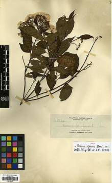 Type specimen at Edinburgh (E). Elmer, Adolph: 10764. Barcode: E00413297.