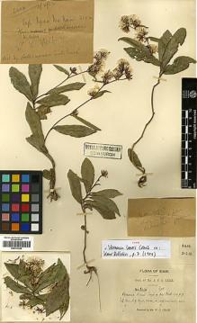 Type specimen at Edinburgh (E). Kerr, Arthur: 2404. Barcode: E00413298.