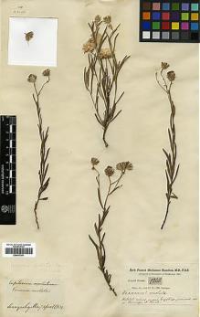 Type specimen at Edinburgh (E). Buchanan-Hamilton, Francis: 1842. Barcode: E00413301.