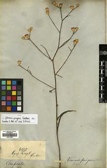 Type specimen at Edinburgh (E). Gardner, George: 4177. Barcode: E00413306.
