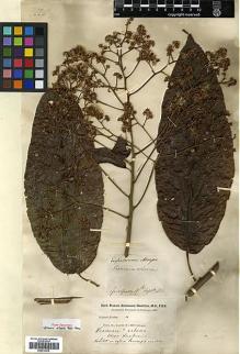 Type specimen at Edinburgh (E). Buchanan-Hamilton, Francis: 1849. Barcode: E00413313.